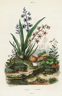 Adolph Fries: Garden hyacinth and paradoxical frog
