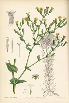 Hanhart: Garden lettuce, Lactuca sativa