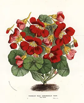 Majus: Garden nasturtium variety, Tom Thumb, Tropaeolum majus