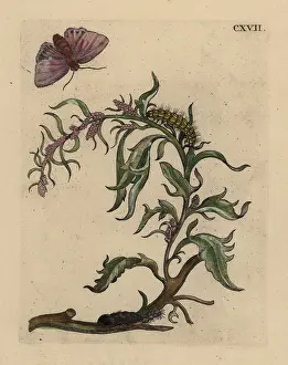 Atriplex: Garden orache with moth