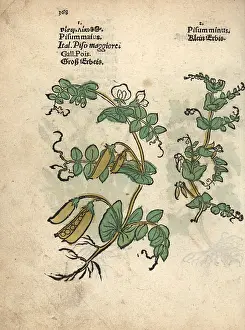 Minus: Garden pea, Pisum sativum