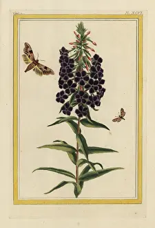 Chinoiserie: Garden phlox, Phlox paniculata