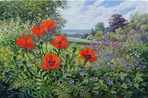 Marguerites: Garden Poppies