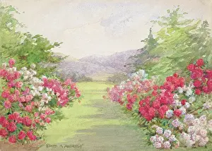 Rhododendron: Garden (rhododendron borders) - Gardens