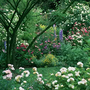 Grower: Garden with roses and other flowers