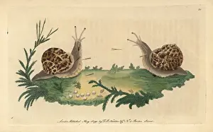 Helix: Garden snail, Helix aspersa
