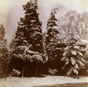 Auerbach: Front garden in the snow, Ealing, West London