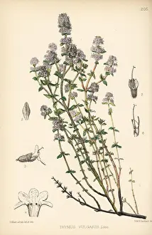 Thyme: Garden thyme, Thymus vulgaris