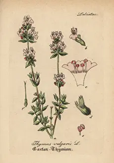 Thyme: Garden thyme, Thymus vulgaris