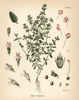 Thyme: Garden thyme, Thymus vulgaris