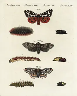 Arctia: Garden tiger moth, goat moth and small emperor moth