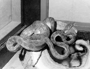 Constrictor: GARDEN TREE BOA