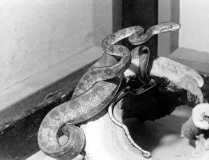 Constrictor: GARDEN TREE BOA