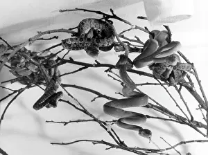 Constrictors: GARDEN TREE BOAS