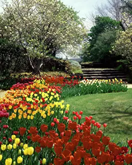 Ham001: Garden with Tulip Beds Along Curved Path Springtime