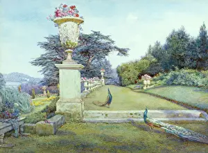 Peacocks: Garden with urn and peacocks