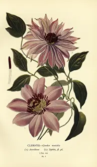 Clematis: Garden varieties of clematis
