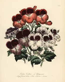 Humphreys: Garden varieties of Pelargoniums: large flowered