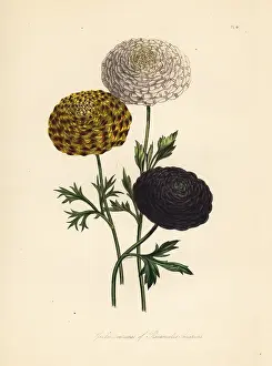 Handfinished: Garden varieties of the Persian buttercup