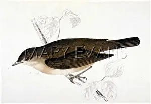 Hortensis: GARDEN WARBLER (MORRIS)