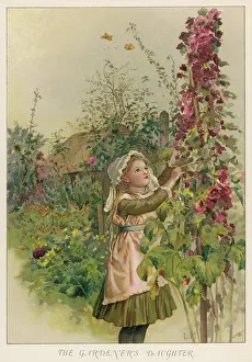 Hollyhock: GARDENER'S DAUGHTER 1890