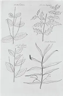 Gardenia: Gardenia sp