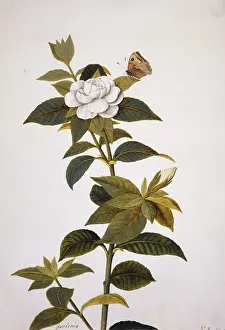 Gardenia: Gardenia sp. gardenia