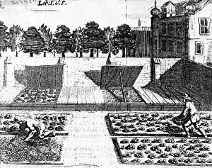 Curiosa: Gardening