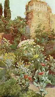 Alhambra: In the Gardens of Alhamba