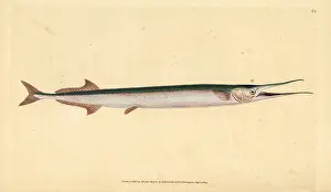 Esox: Garfish or sea needle, Belone belone