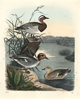 Teal: Garganay and common teal