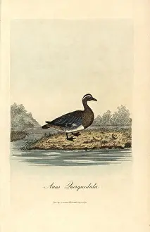 Querquedula: Garganey, Anas querquedula