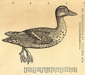 Wechel: Garganey duck, Spatula querquedula