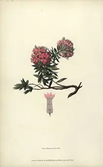 Conspicua: Garland flower, Daphne cneorum