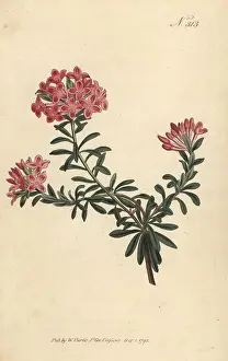 William Curtis: Garland flower, Daphne cneorum