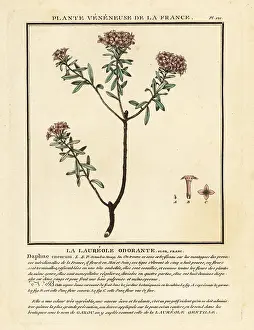 Colour Printing: Garland flower, Daphne cneorum