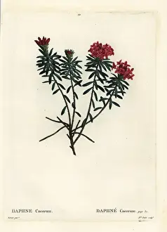 Poupee: Garland flower or rose daphne, Daphne cneorum