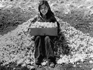 Garlic: Garlic