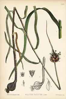 Sativum: Garlic, Allium sativum