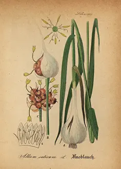 Knoblauch: Garlic, Allium sativum