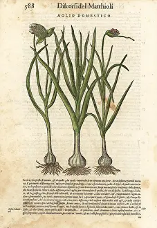 Mattioli: Garlic, Allium sativum