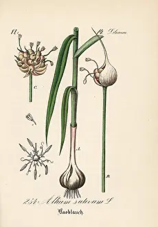Garlic: Garlic, Allium sativum