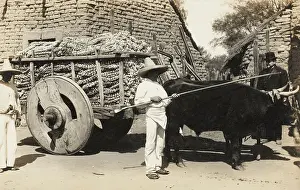Garlic: Garlic farmer in Mexico