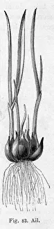Garlic: Garlic plant