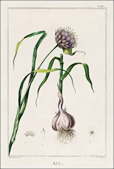 Incl: Garlic Plant Including Bulb