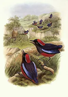 Garnet: Garnet Pittas, Pitta granatina