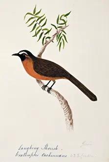 Bushby: Garrulax cachinnans, nilgiri laughing thrush