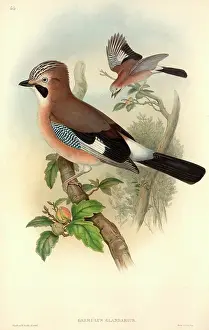 Corvidae: Garrulus glandarius, Eurasian jay