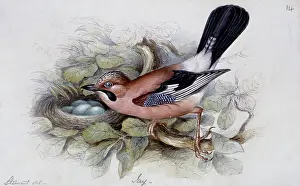 Naturalists: Garrulus glandarius, Eurasian jay