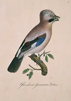 Elphick: Garrulus glandarius, Eurasian jay